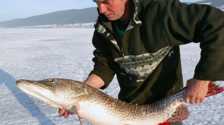 Le brochet, un poisson étonnant à plus d'un titre (ici un brochet attrapé dans le Lac de Joux par un pêcheur professionnel).