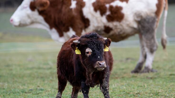 Des différences régionales apparaissent dans le choix du nom des vaches entre les régions linguistiques suisses (archives).