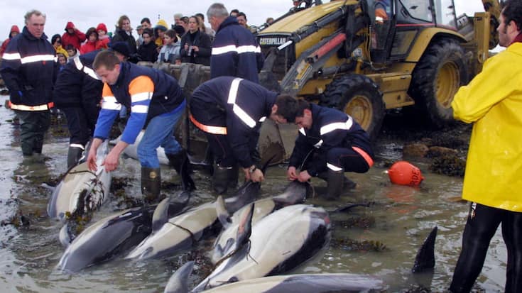 "La majorité des dauphins échoués présente des traces de capture dans un engin de pêche", indique Pelagis.