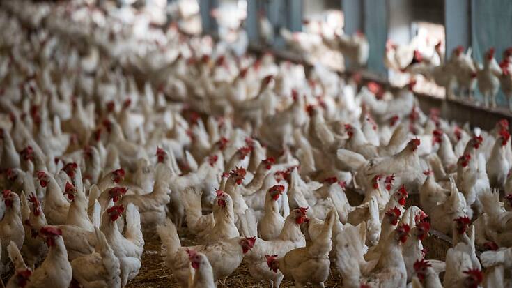 Le nombre de poulet ne cesse de croître en Suisse (archives).