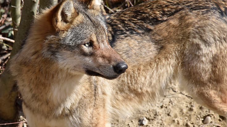 Trente loups mâles et 21 femelles ont été identifiés en Valais l'an dernier. (Image d'illustration).