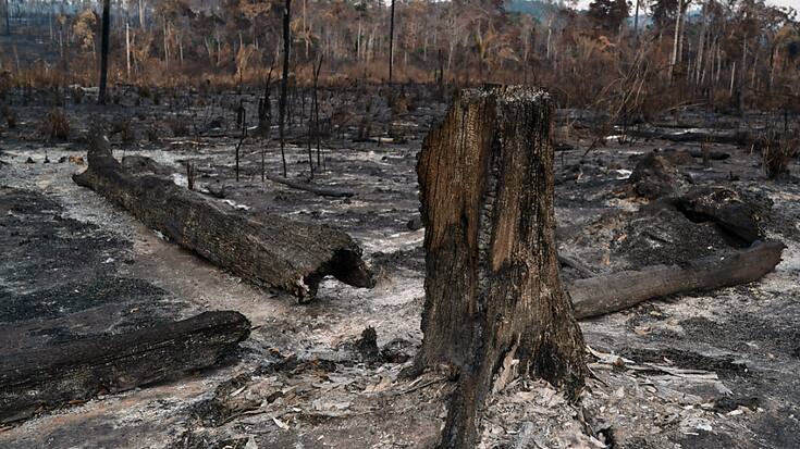 Les forêts d'Amazonie sont parfois déboisées à coups d'incendies, plus rapides, et encore plus dangereux, que les coupes rases (Photo prétexte).