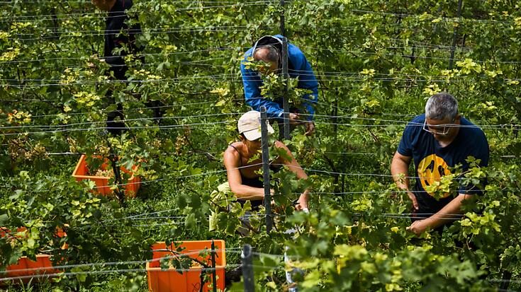 La météo clémente de 2022 a profité au vignoble suisse, tant à la maturation du raisin qu'à la lutte contre les maladies (archives).