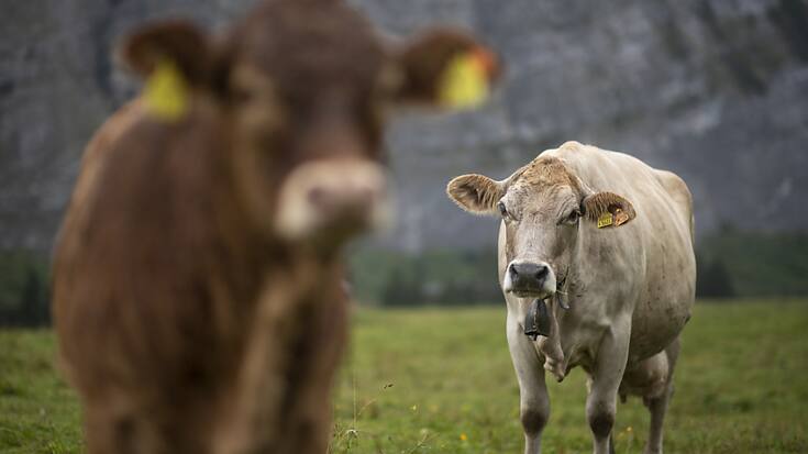 Les conditions de détention des bêtes ne laissent plus indifférent: 57% des personnes interrogées disent attacher plus d&#8217;importance au respect des animaux et 55% aux sorties en plein air (image symbolique).