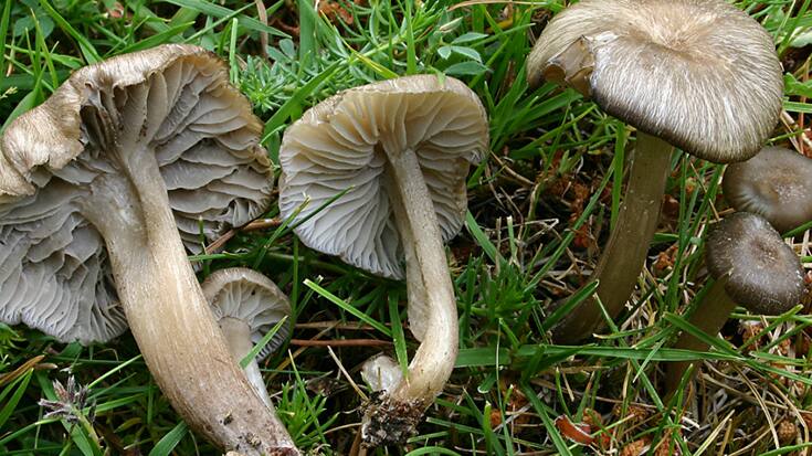 La nouvelle espèce de champignon Clitocybula ellipsospora découverte en Espagne n'a été décrite que l'an dernier par un chercheur du Jardin Botanique de Genève.