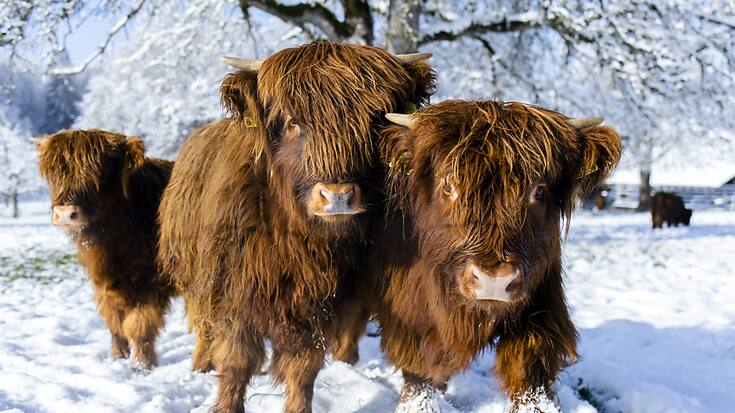 Le Conseil national a quasi bouclé la réforme de la politique agricole. La gauche et le PVL jugent le résultat décevant au regard des défis environnementaux (photo d'illustration).