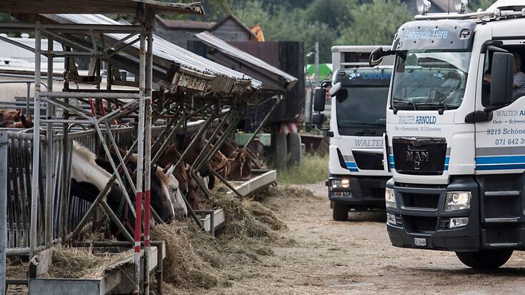 L'affaire de maltraitance animale de Hefenhofen (TG) a entraîné la fermeture de l'exploitation et la saisie des animaux (archives).