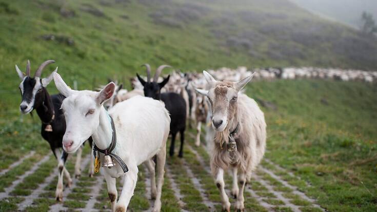 Emmi investit 40 millions de francs dans la fabrication de poudre de lait de chèvre, un marché de niche en croissance (archives).