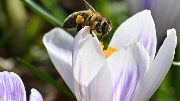 Dans l'UE, une espèce d'abeilles, de papillons et de syrphes sur trois est en déclin, alors que 80% des espèces cultivées ou des espèces de fleurs sauvages dépendent de la pollinisation animale. La moitié des terres agricoles sont menacées d'un déficit de pollinisation.