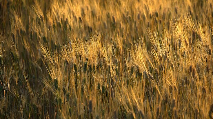 Le climat du Sénégal n'est en principe pas adapté à la culture du blé, mais des essais d'acclimatation sont en cours (image d'illustration).