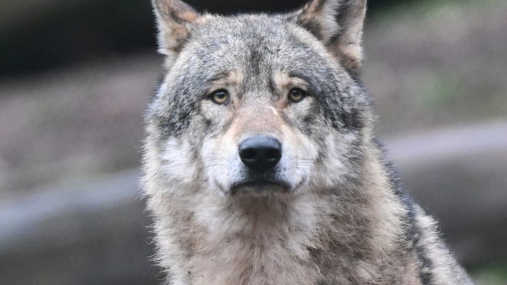 Le loup n'a qu'à bien se tenir: il a manqué près d'un tiers des signatures aux référendaires.