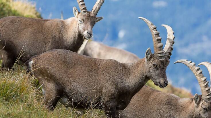 Une partie des bouquetins a été capturée en Valais, dans la région du Weisshorn (Photo d'illustration).
