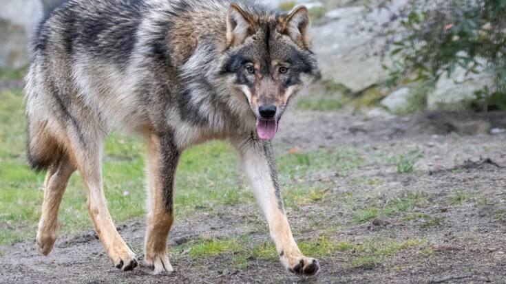 "Le risque pour le bétail est assez limité", a précisé Luc Rebetez. Il y a en effet beaucoup de chiens dans le canton de Genève, et les agriculteurs s'en protègent de la même manière que du loup.