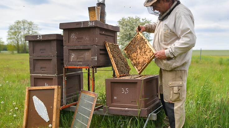 La Confédération relance un programme afin de protéger au mieux les abeilles du pays.