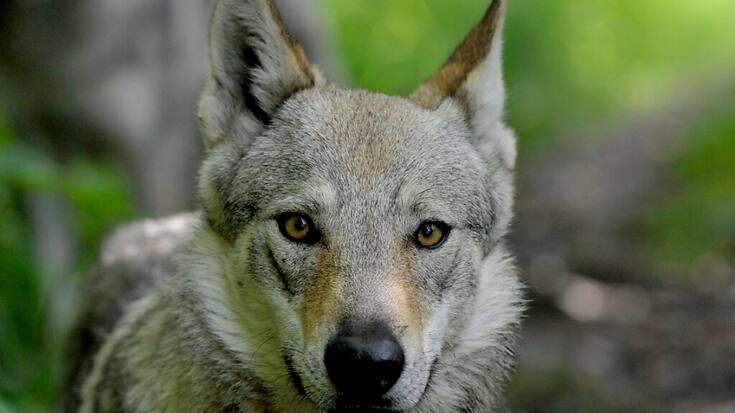 Une initiative vise à permettre de tirer un loup, toute l'année, sauf dans le Parc national suisse.