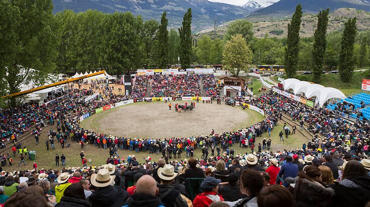 Des centaines de bénévoles participent au montage de l'arène, des gradins et des autres infrastructures nécessaires pour accueillir la finale de la race d'Hérens (ici en 2017) qui se déroulera dans une semaine sur le site de Pra Bardy à Aproz. (Archives).
