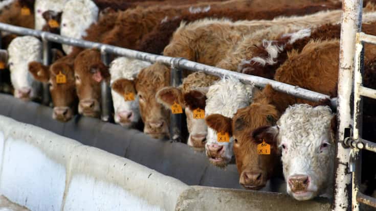 La maladie de la vache folle est apparue la première fois en Grande-Bretagne dans les années 1980, avant de se propager dans le reste du monde (archives).