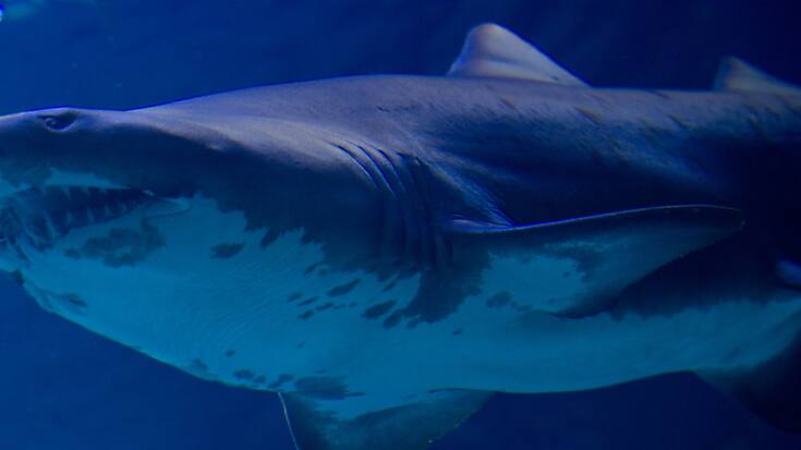 Les requins ne font pas de cadeau aux plongeurs dans l'archipel français du Pacifique sud.