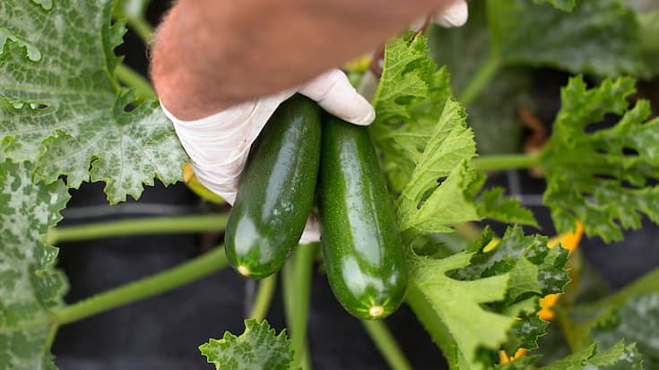 Les légumes pourront être vendus même s'ils présentent de légers défauts optiques (image d'illustration).