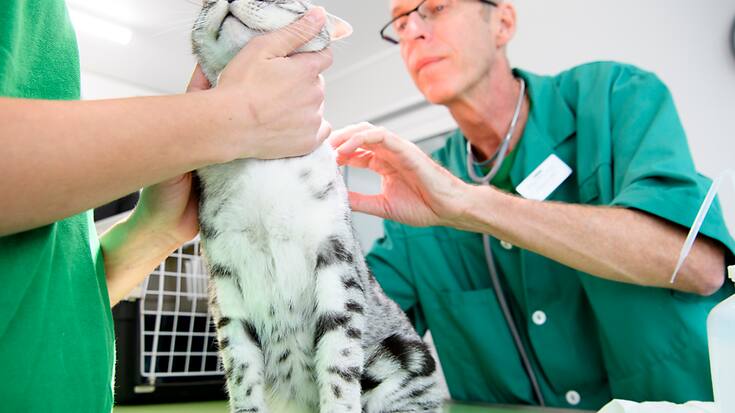 Le secteur des produits pharmaceutiques pour animaux "devrait bénéficier de nombreux moteurs de croissance à long terme. (Archives)