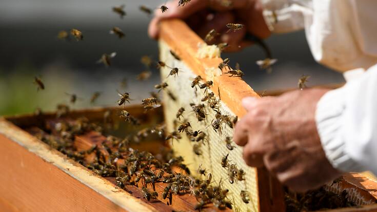 Environ 15% des colonies d'abeilles n'ont pas survécu à l'hiver 2022/2023. (Archives)