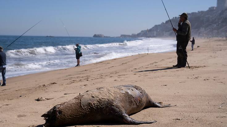 Les otaries et les pêcheurs sont en concurrence. Ce qui ne préjuge rien de l'enquête menée par les autorités sud-africaines qui veulent faire la lumière sur cette étonnante et peu banale affaire (Photo d'illustration).