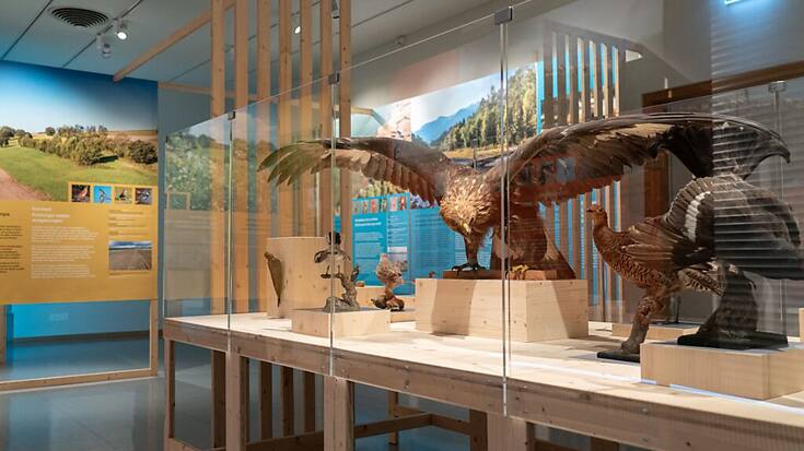 Le Musée d'histoire naturelle de Fribourg, dont la nouvelle exposition s'intitule "Les oiseaux et leurs milieux - #5 Biodiversité Fribourg", profitera bientôt d'un tout nouvel écrin.