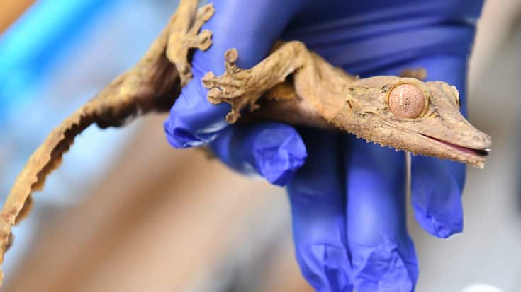 Les geckos ne sont pas dangereux pour l'homme; ils sont devenus des nouveaux animaux de compagnie (Photo d'illustration).