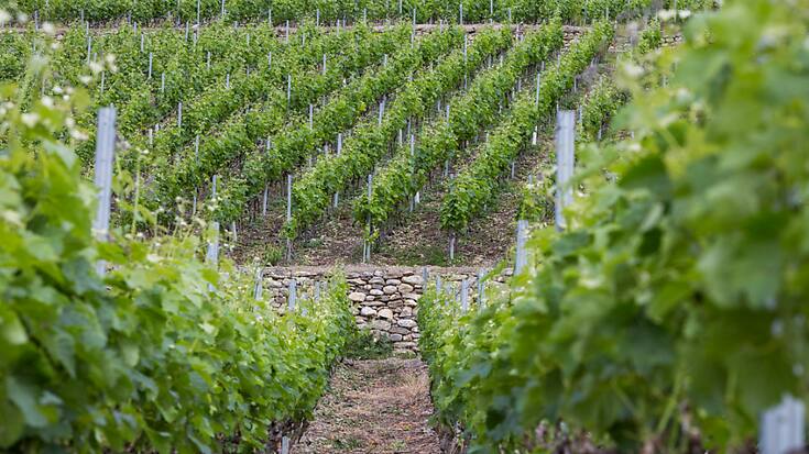 La station d'essais de Leytron dispose de nombreuses parcelles de vignes mises à sa disposition par des producteurs. (Image d'illustration).