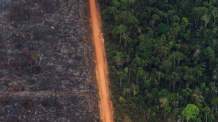 En 2022, une surface équivalente à onze terrains de football de forêt vierge tropicale a été détruite chaque minute (archives).
