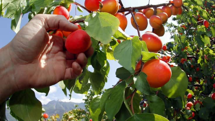 La moitié des abricots valaisans proviennent de la plaine entre Sierre et Vernayaz et l&#8217;autre moitié du coteau de Chalais à Bovernier (archives).