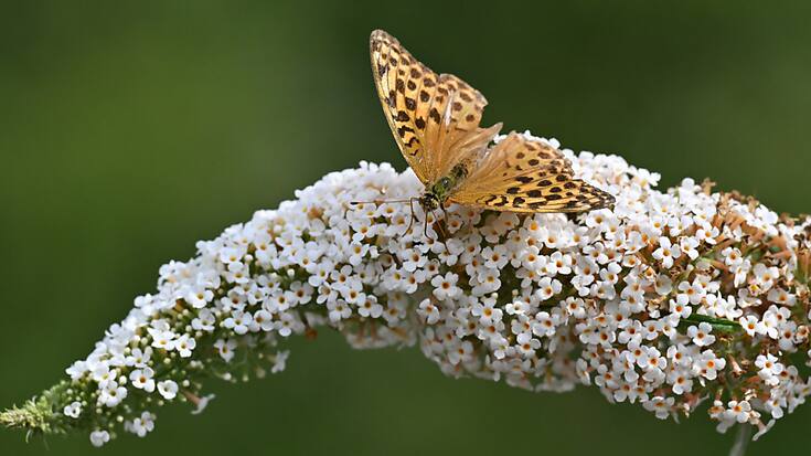 Ces 30 dernières années en Europe, les populations d'insectes volants ont diminué de 75% et les populations d'oiseaux des champs ont chuté de 30% en France, selon des études citées par les ONG. L'intensification de l'agriculture en est la cause principale.
