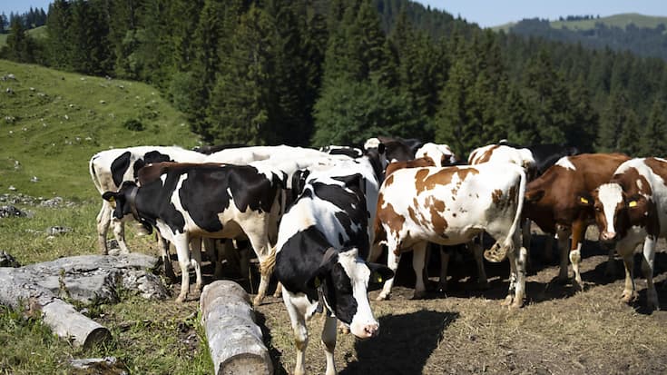 Lors de fortes chaleurs, les besoins quotidiens en eau d'une vache passe de 80 à 140 litres à au moins 180 litres (image d'illustration).