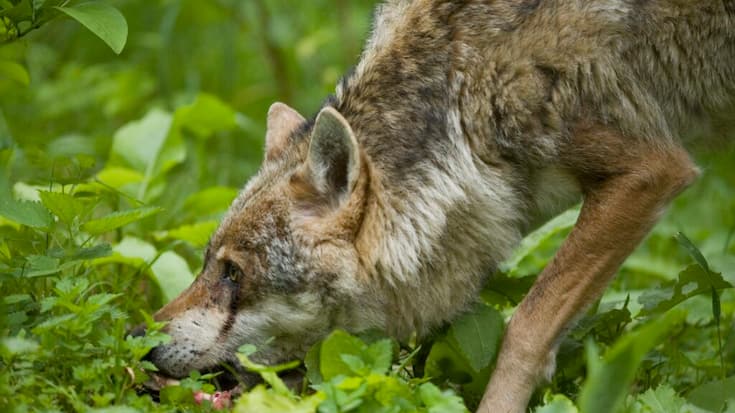 Conformément au Concept Loup Suisse, la dépouille de l'animal a été envoyée à l’Institut de pathologie animale de l’Université de Berne pour diagnostic et identification. (image d'illustration)