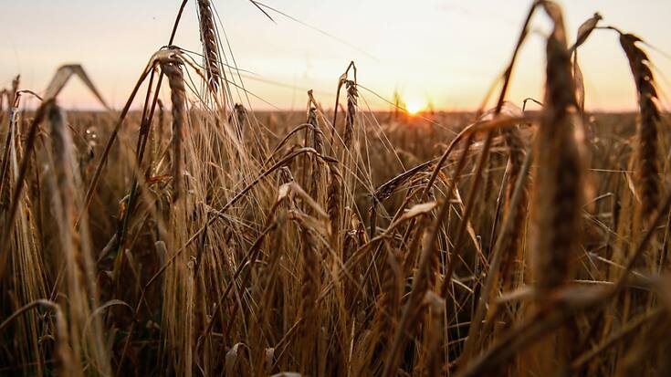 L'accord céréalier en mer Noire, qui permet à l'Ukraine d'exporter ses céréales, est jugé crucial pour l'alimentation mondiale (archives).