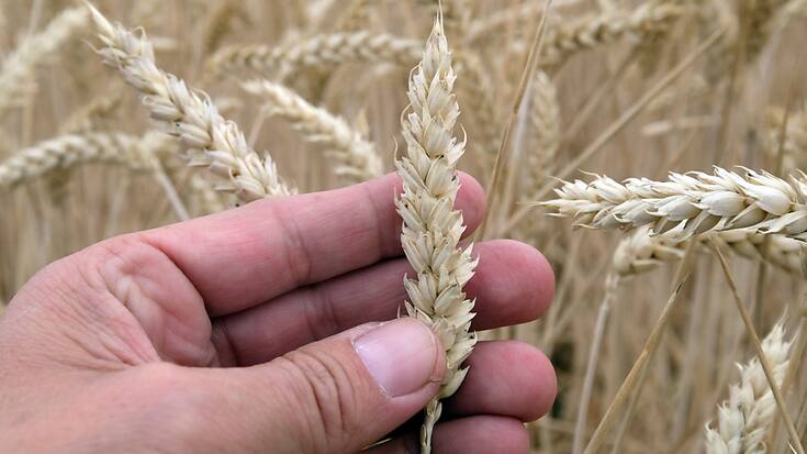 L'arrêt de l'accord impactera principalement les céréales fourragères en Suisse (image prétexte).