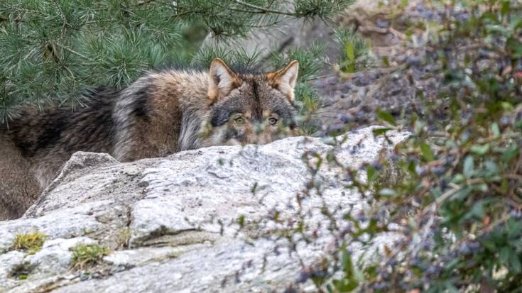 Les autorités bernoises ont demandé le tir d'un loup dans le Simmental (photo d'illustration).