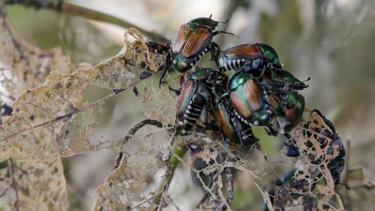 Les scarabées japonais s'attaquent aux feuilles et aux fleurs de nombreux arbres, fruitiers ou non, ainsi qu'aux vignes, au maïs et aux roses, notamment (photo symbolique).