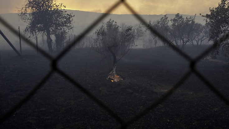 Oliviers menacés par le feu près de Volos.