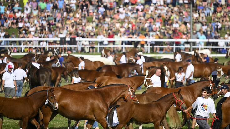 La présentation de 400 chevaux Franches-Montagnes a attiré la foule dimanche matin.