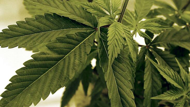 Si le parlement allemand accepte à son tour, les Allemands majeurs pourront acheter et posséder jusqu'à 25 grammes de cannabis.