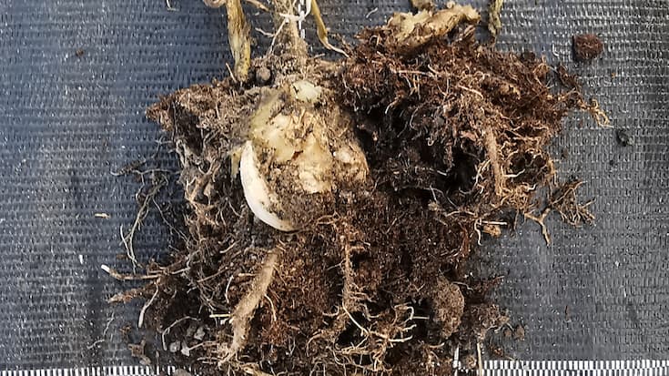 La contamination à la bactérie Ralstonia pseudosolanacearum entraîne le flétrissement des feuilles et la pourriture du rhizome.