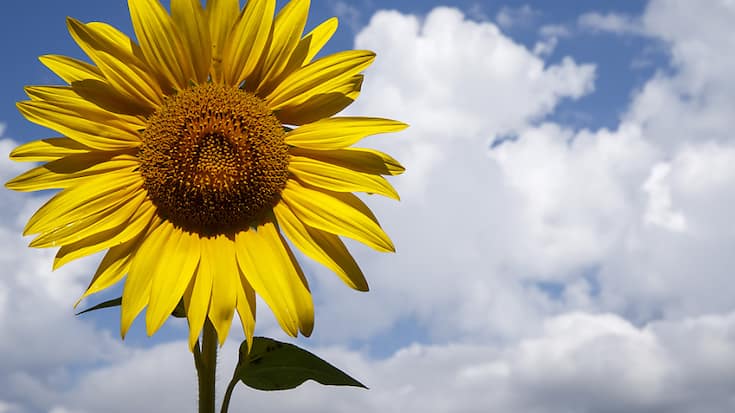 La nouvelle mouture de la loi sur le CO2 ne contient pas de taxes (archives).