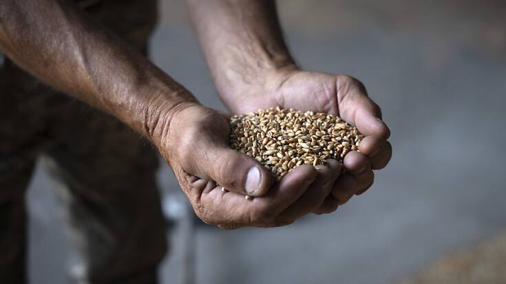 Le président turc veut convaincre son homologue russe de réintégrer l'accord sur l'exportation de céréales ukrainiennes (image d'illustration).