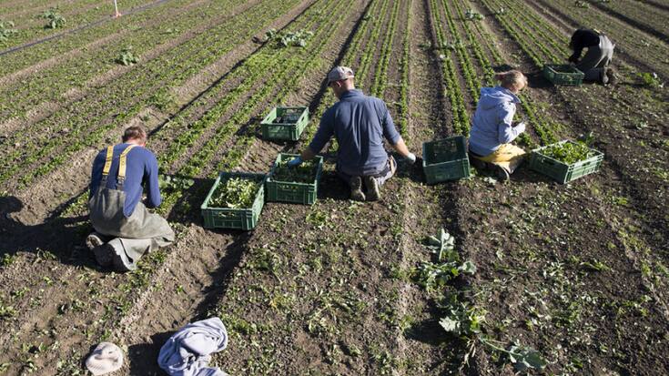 Grâce à la nouvelle stratégie climatique de la Confédération pour l'agriculture, le système alimentaire suisse doit être plus durable et la sécurité alimentaire renforcée (Photo d'archives).