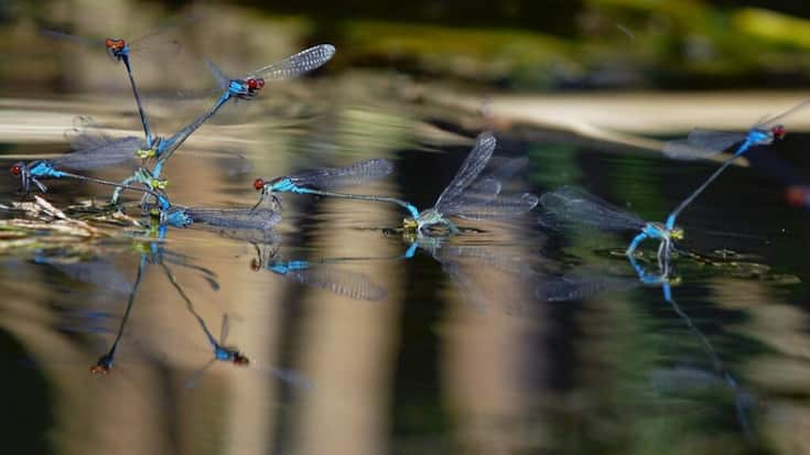 Le tribunal a donné à l'Etat français jusqu'au 30 juin 2024 au plus tard pour mieux respecter ses trajectoires de baisse de l'utilisation des pesticides et protéger les eaux.