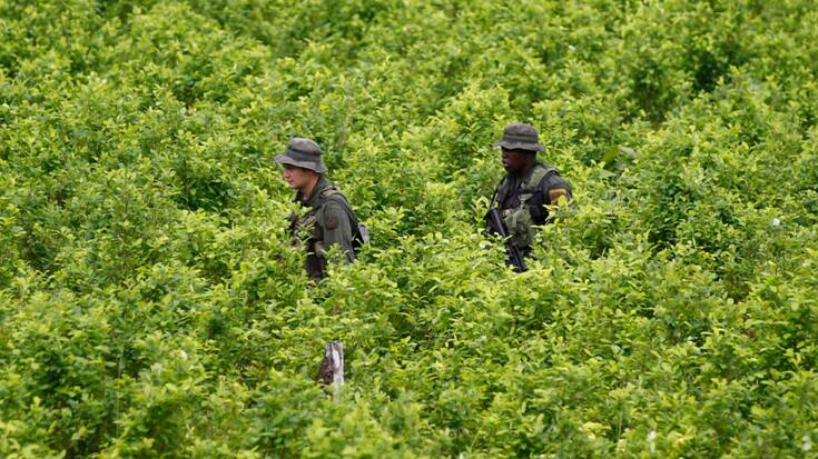Malgré la surveillance par la police et les destructions de plantations et de laboratoires, la culture de la coca et la production de cocaïne ont battu des records l'an dernier en Colombie (Photo d'illustration).