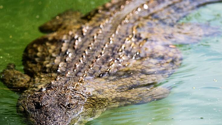 Une septantaine de crocodiles se sont échappés d'une ferme d'élevage, en Chine, à la faveur d'inondations (Photo prétexte).