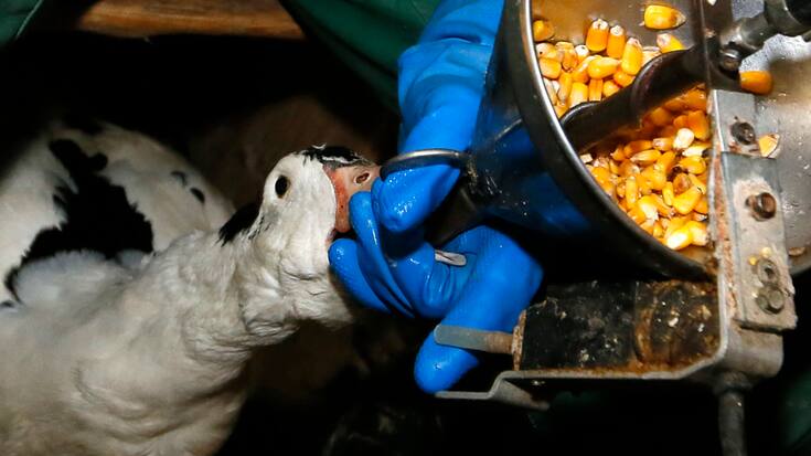 En Suisse, la production de foie gras est interdite depuis plus de 40 ans (archives).