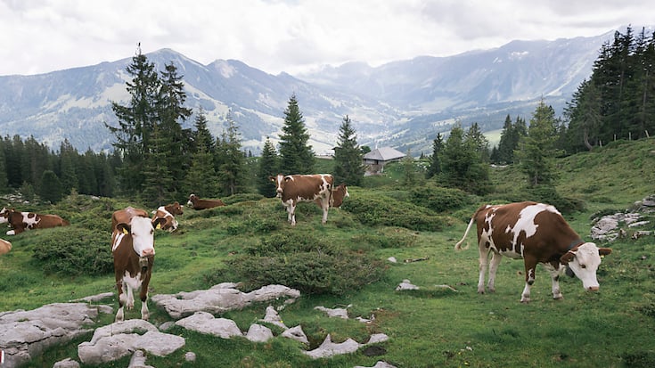 Les vaches laitières sont de moins en moins nombreuses dans les pâturages suisses.